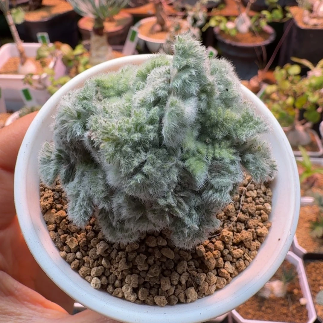 麋***人羽叶洋葵952 仙人球