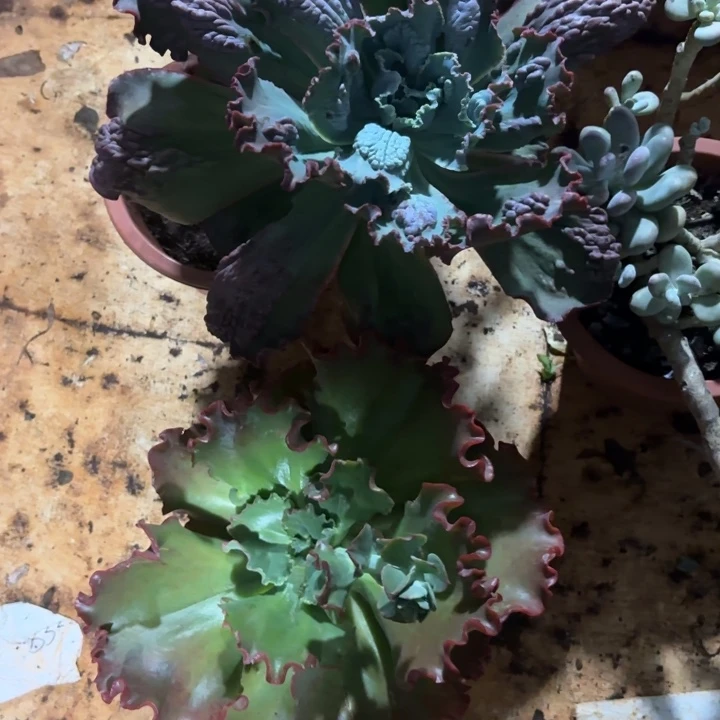 两颗。           包菜。