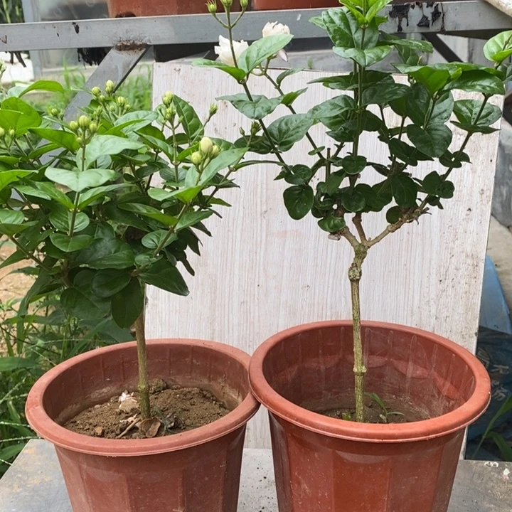 落***凌全部花苞巴西茉莉花