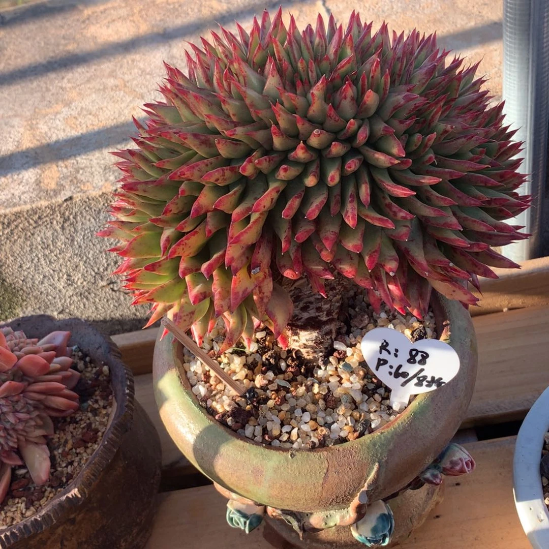 口红缀化啦啦啦啦