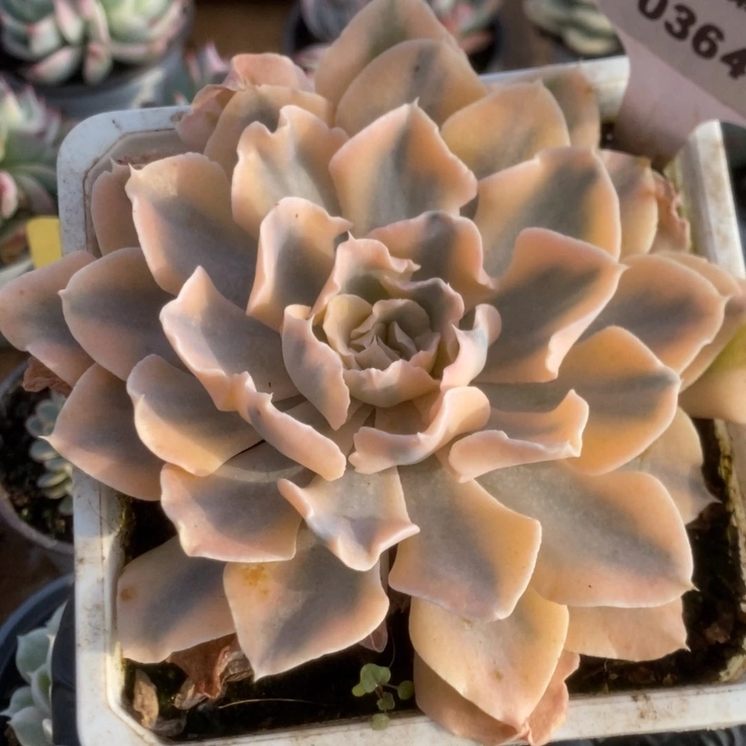 364利比里亚锦锦锦锦