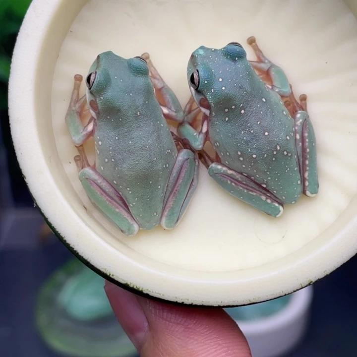 老爷树蛙2只雪花蓝