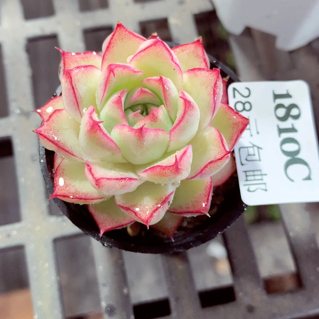 5厘米盆精控多肉1810