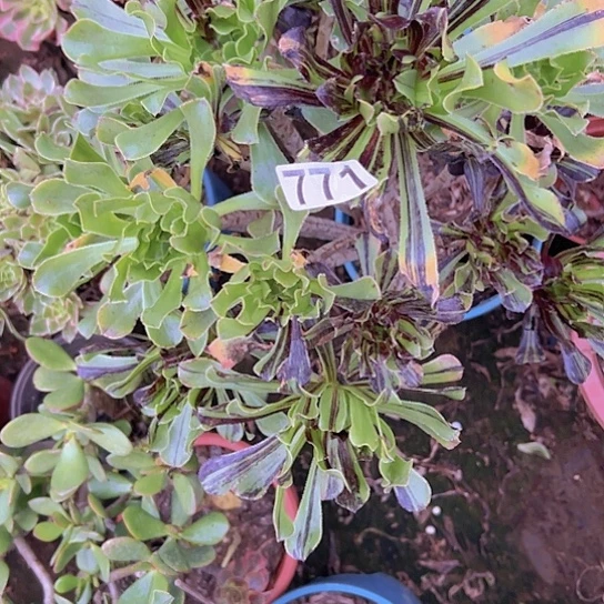 狂***️多肉植物一个水墨