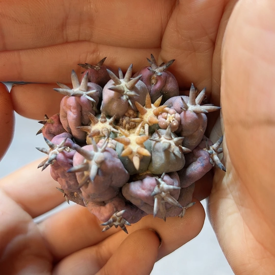 12号自根紫肌短豪刺獠牙5公分