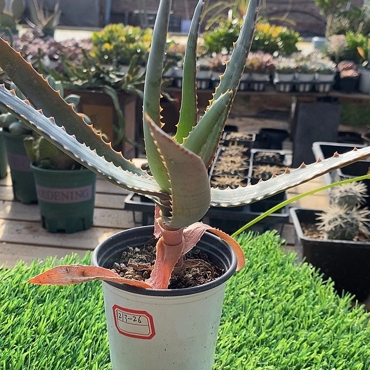 完美主义者勿拍卡比塔塔变种121326