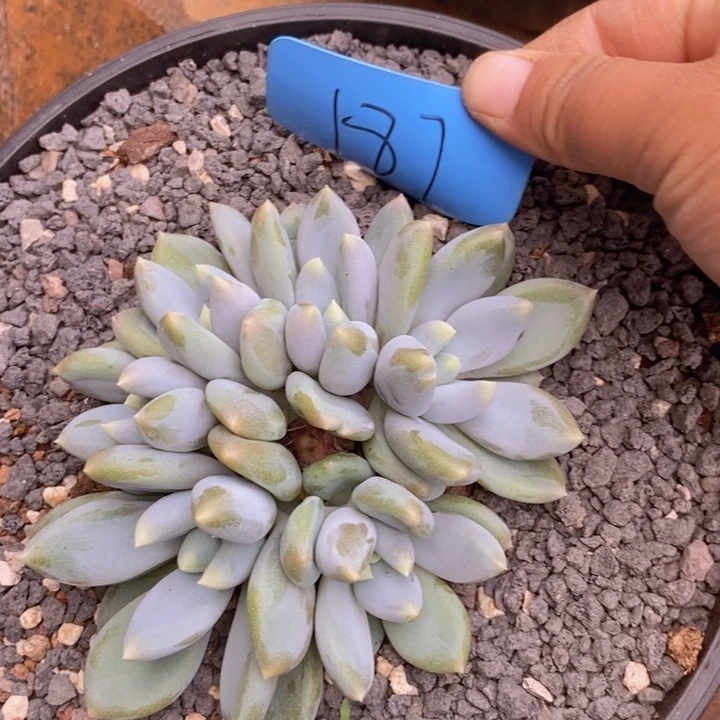 这么大个人怎么没