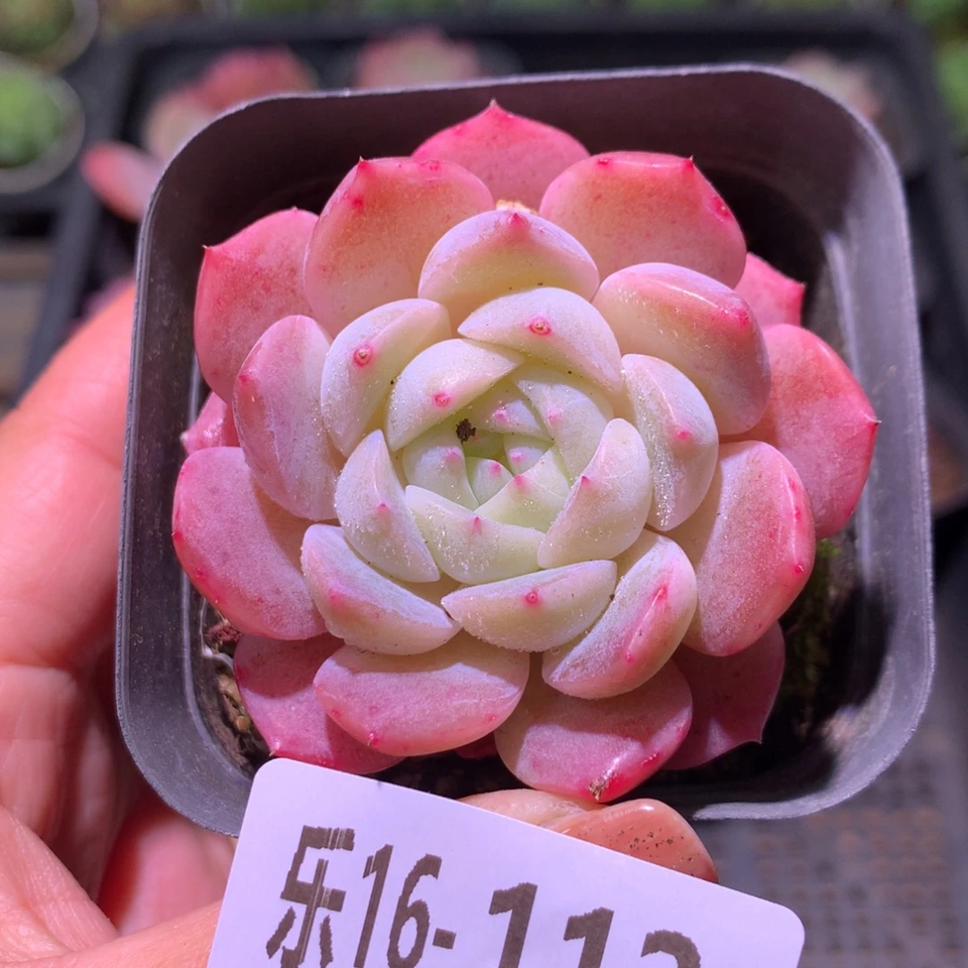 乐然16-112 新品 单头