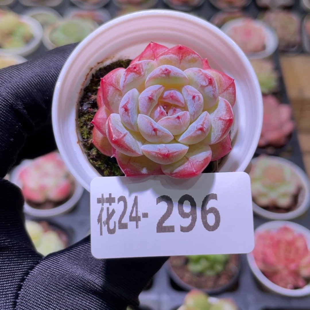 花利美24-296雪颜玉