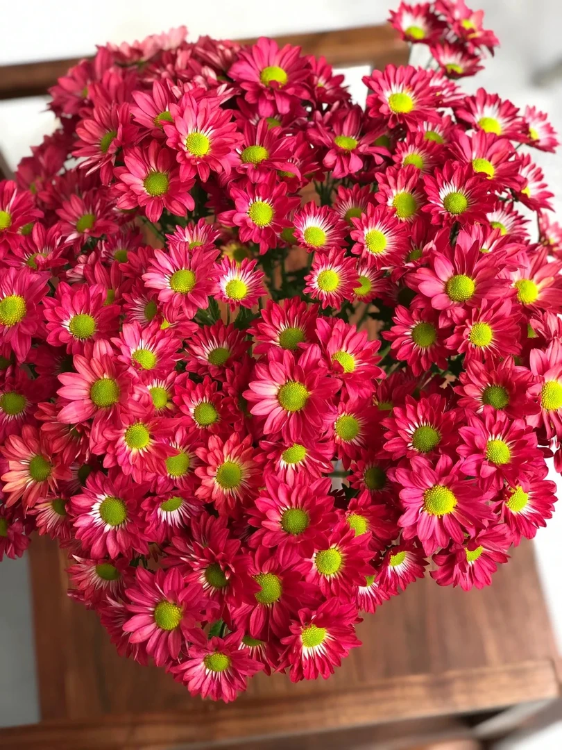 【红妆小雏菊】   鲜花云南昆明基地直发水养超长待机高质量鲜花
