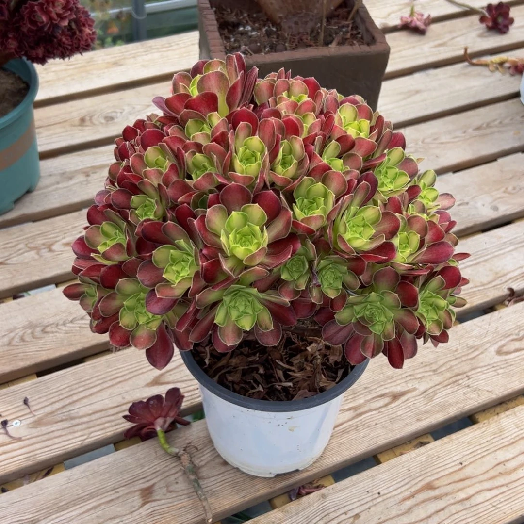 490炖肉植物发货韶华