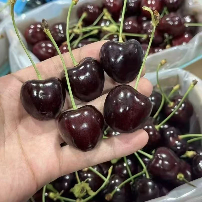 波板科迪亚车厘子J-JJJJ黑车纯甜脆甜原版原标五斤装送货到家