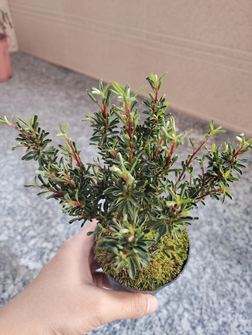 早乙女小町杜鹃，多年桩叶子细小，微卷，稀有品种