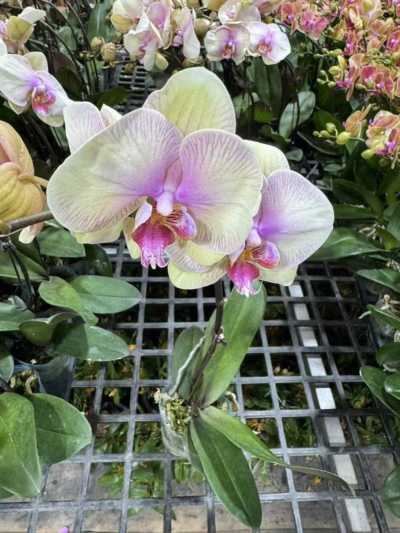 蝴蝶兰【米奇乐朵】昆明直发