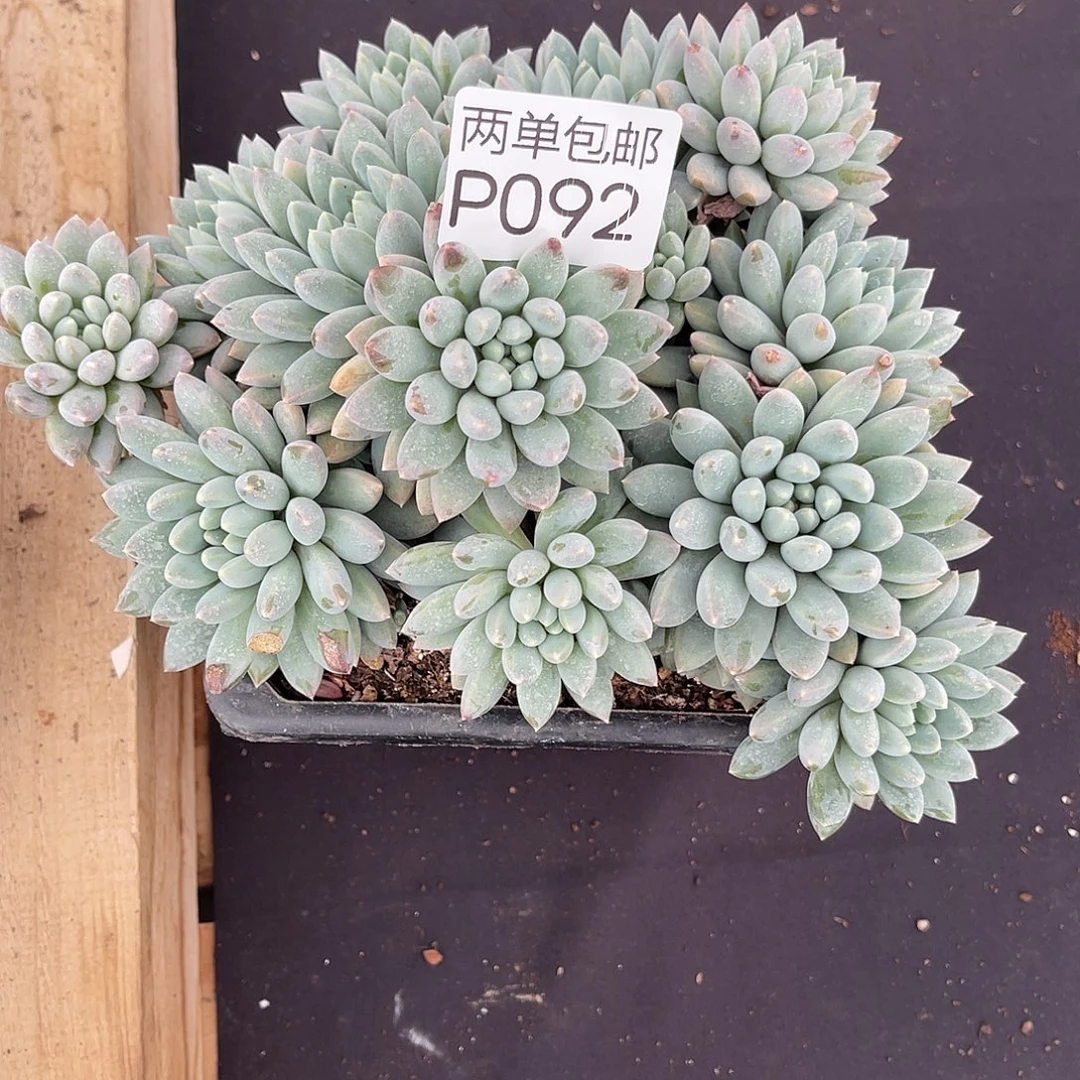 老阿姨花卉一物一拍P092