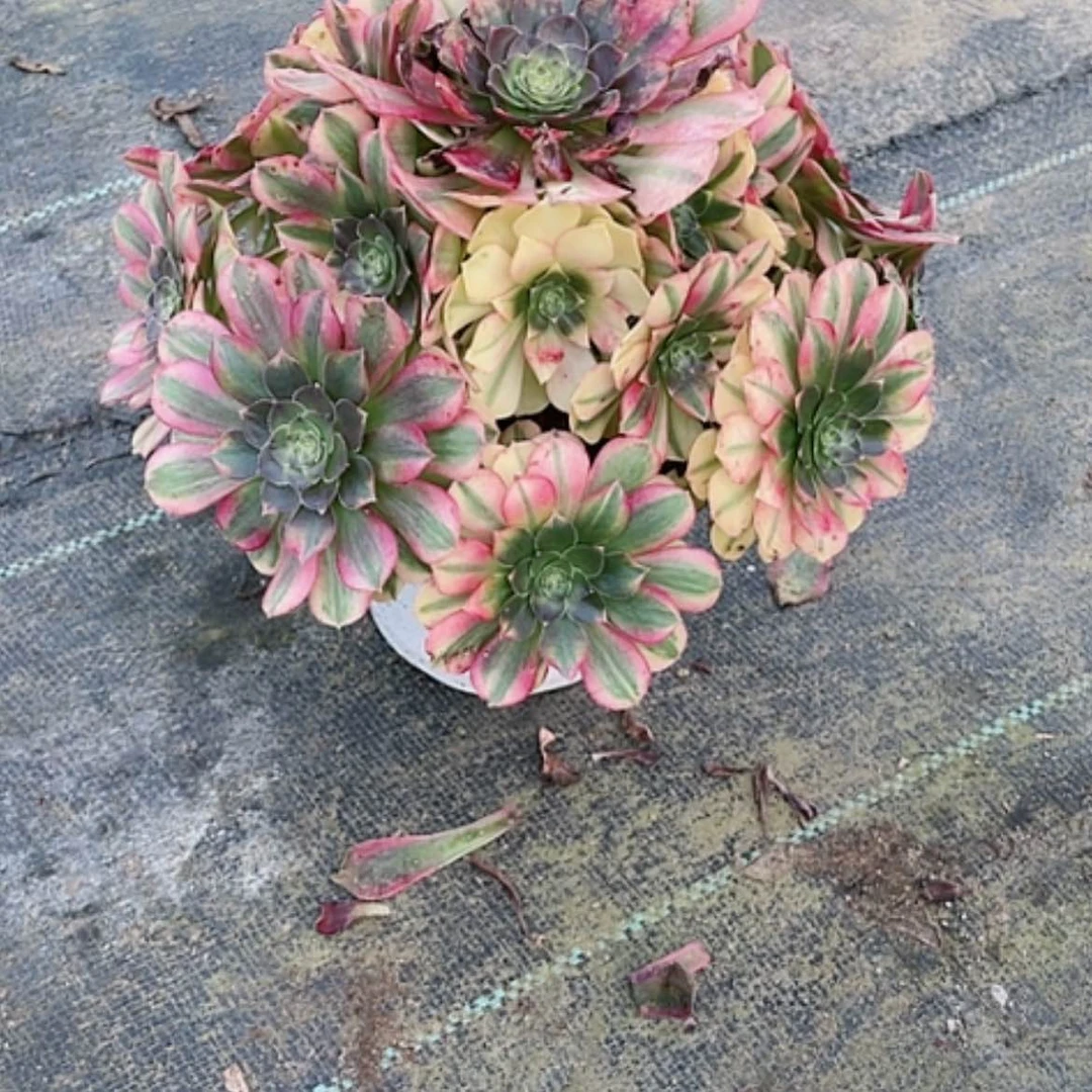 【闪购商品】李****6法师好看也好养