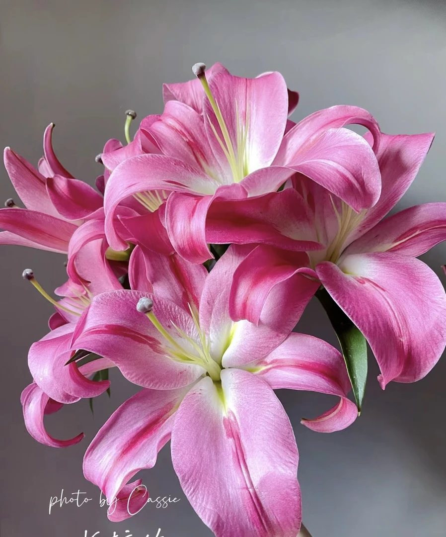 【小雨家】AA级.帕拉佐香水百合 注:（拒收不售后）