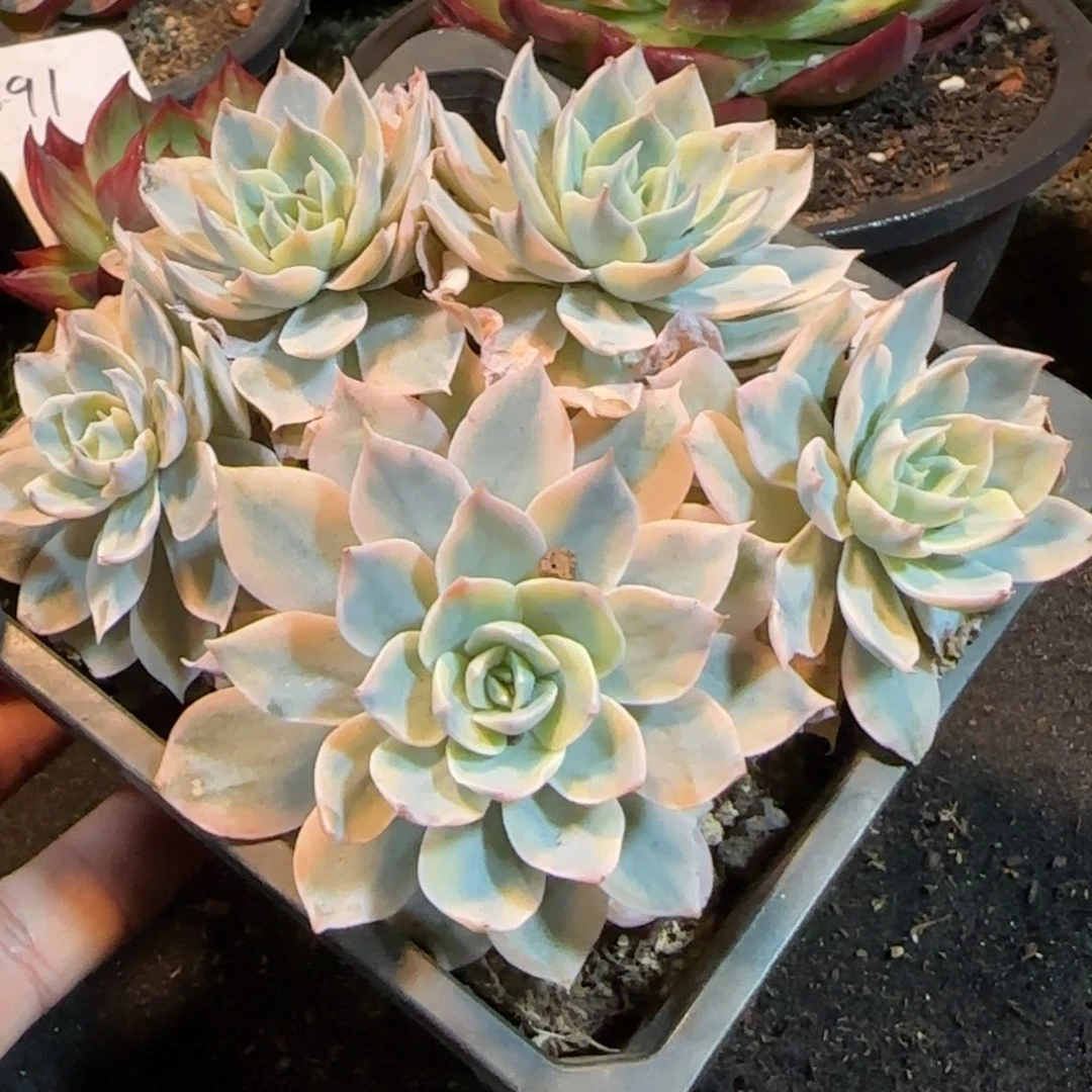 皮试锦一物一拍包装收缩花旱