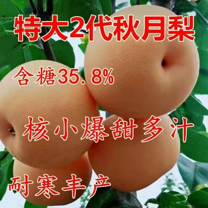 一树一拍秋月梨树苗基地直销盆栽地栽南北方种植