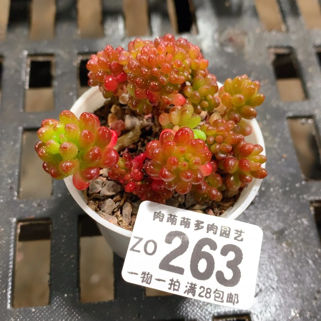 肉萌萌拇指盆精控多肉ZO263