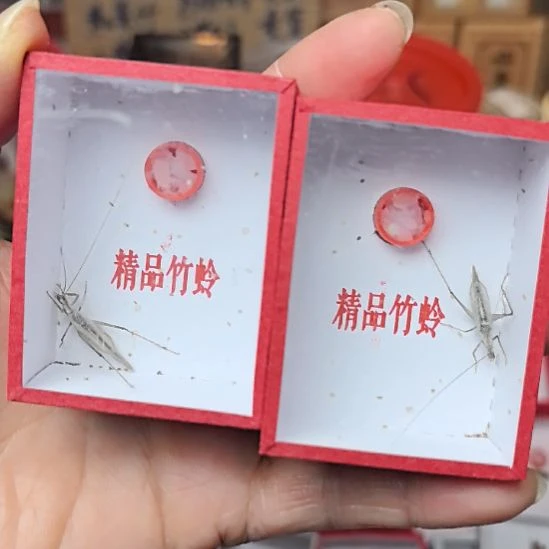 蟋蟀长白山黑紫竹二条