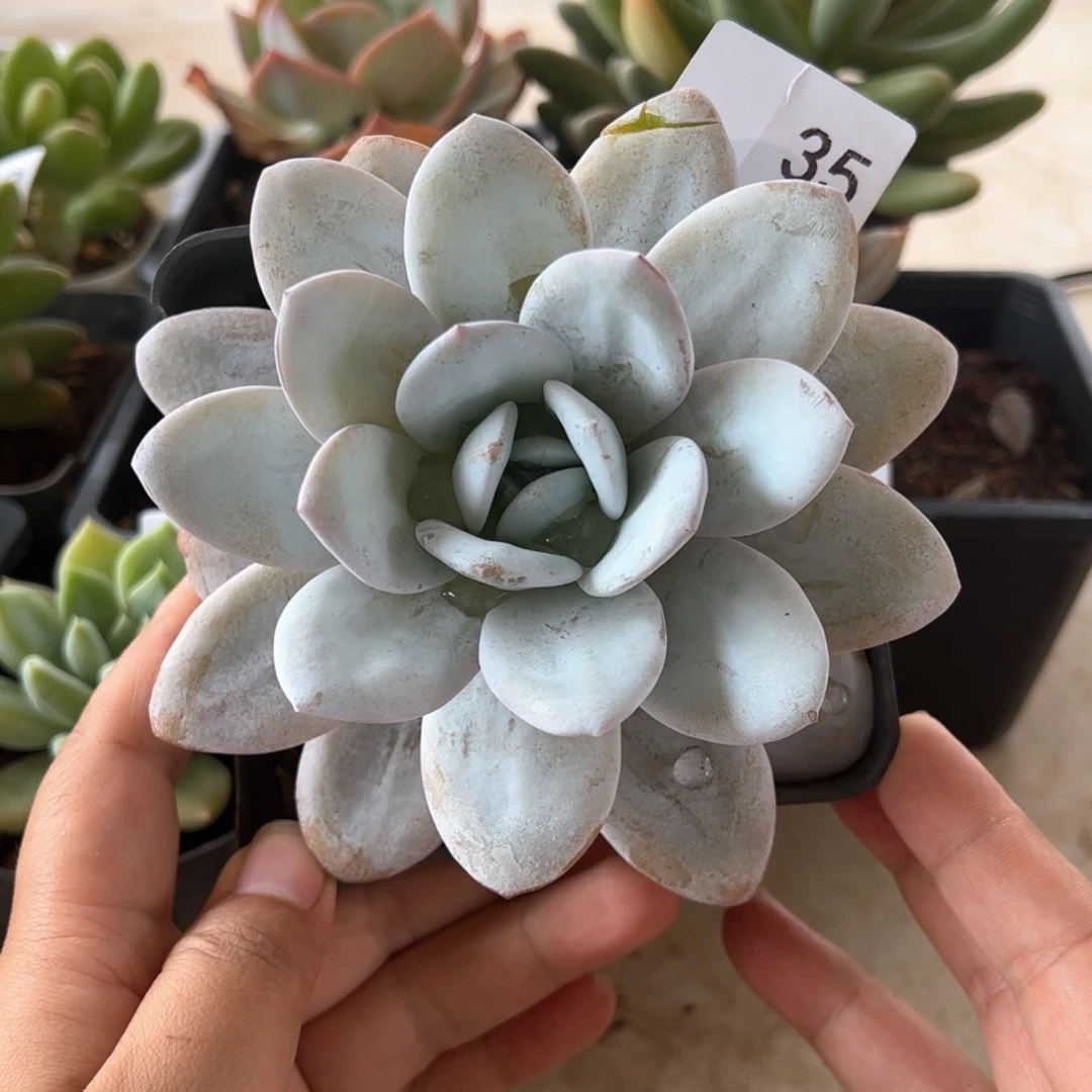 【闪购商品】35。 雪莲。11111111111