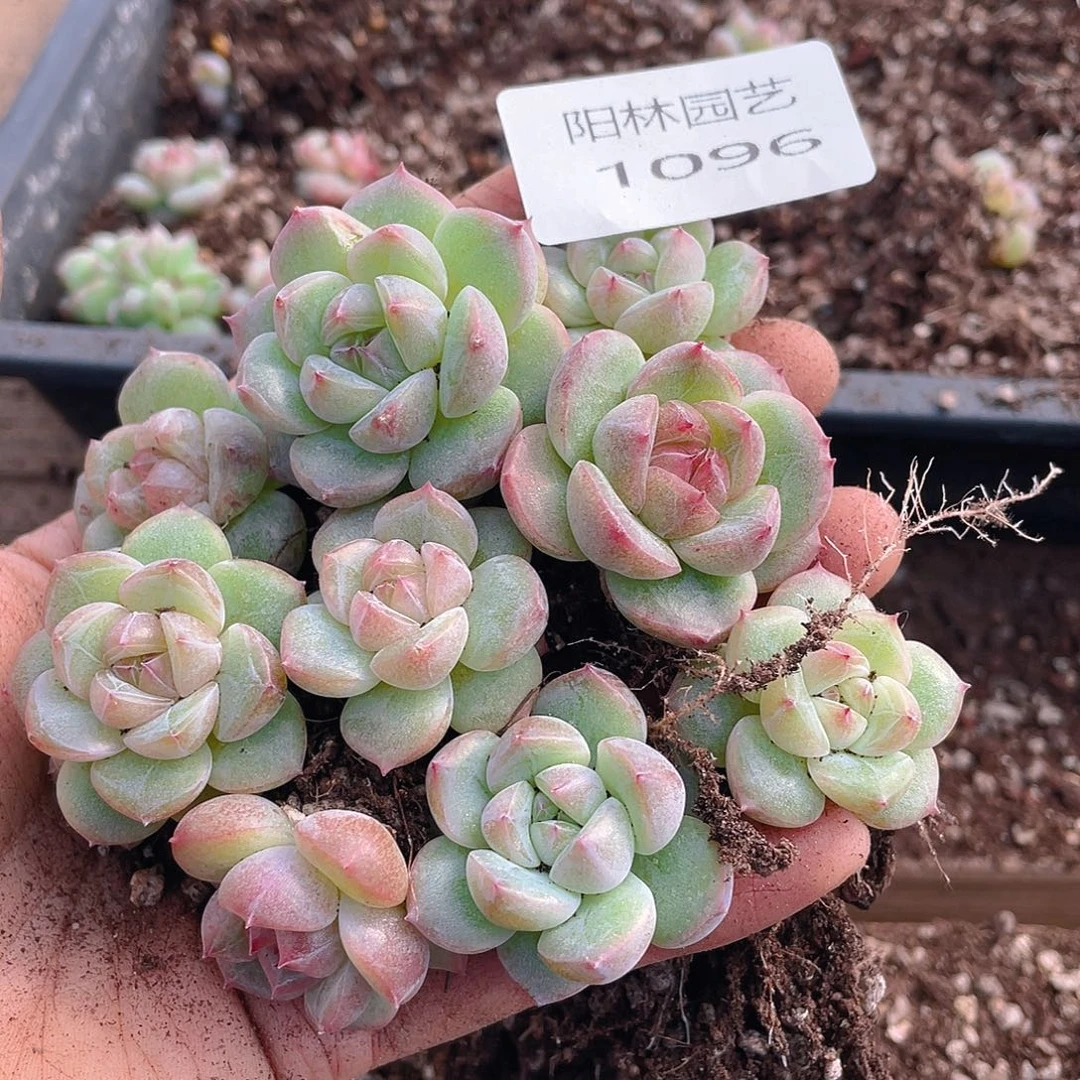 多肉植物多肉植物1096