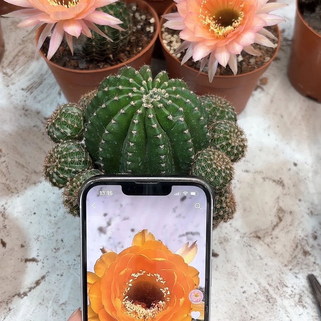 彩草102号7公分左右