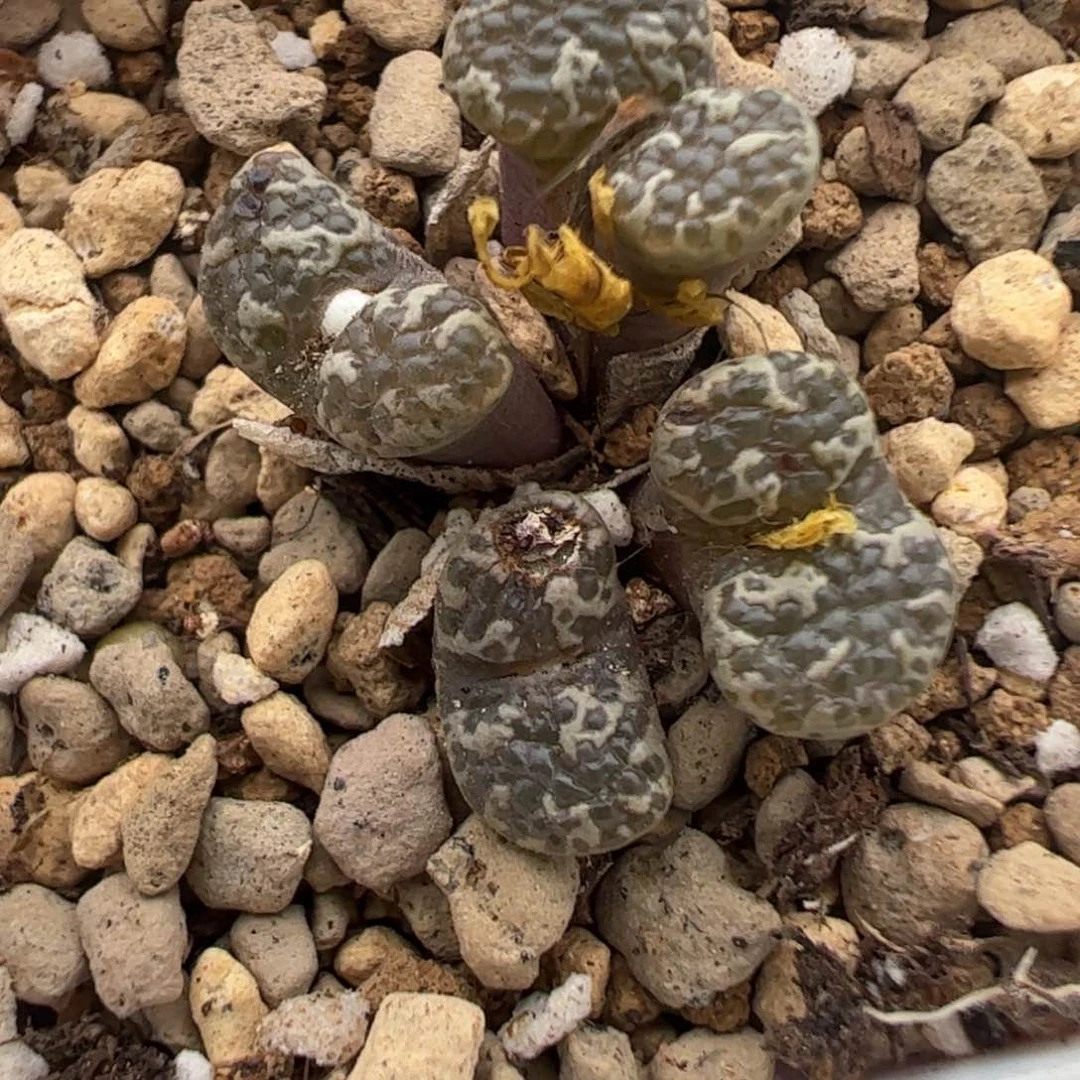 373 好看的多肉冲冲冲