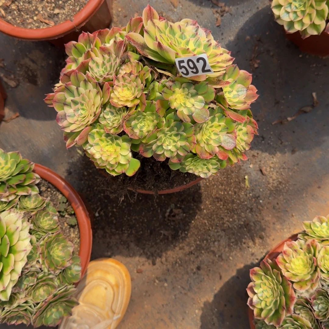 592多肉植物伊丽莎白有断枝特价
