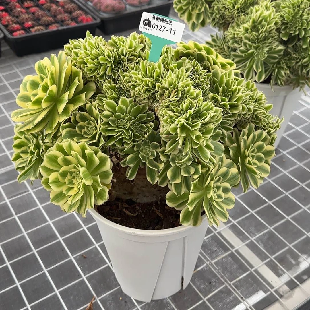 小***°从前慢花园精选0127-11