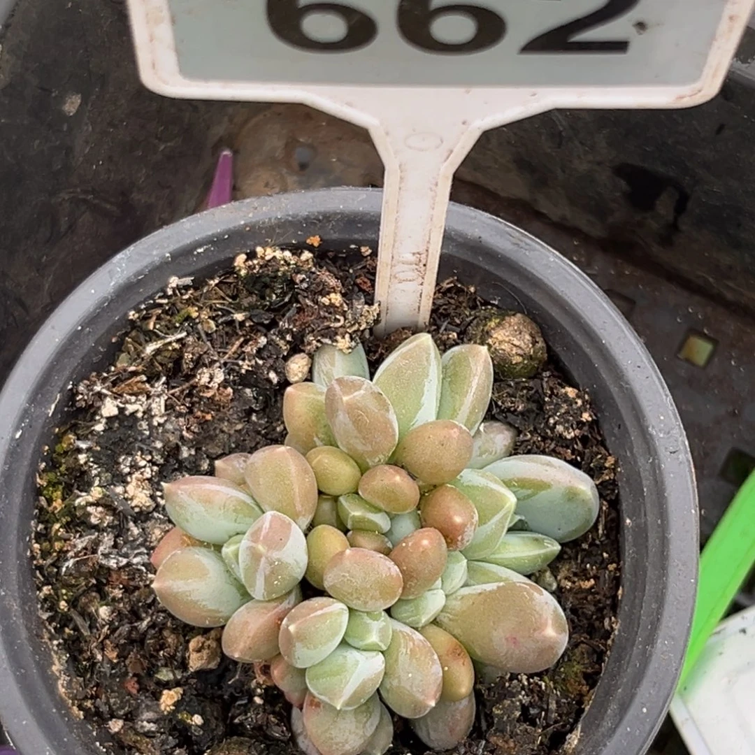 多肉植物的三色美人662