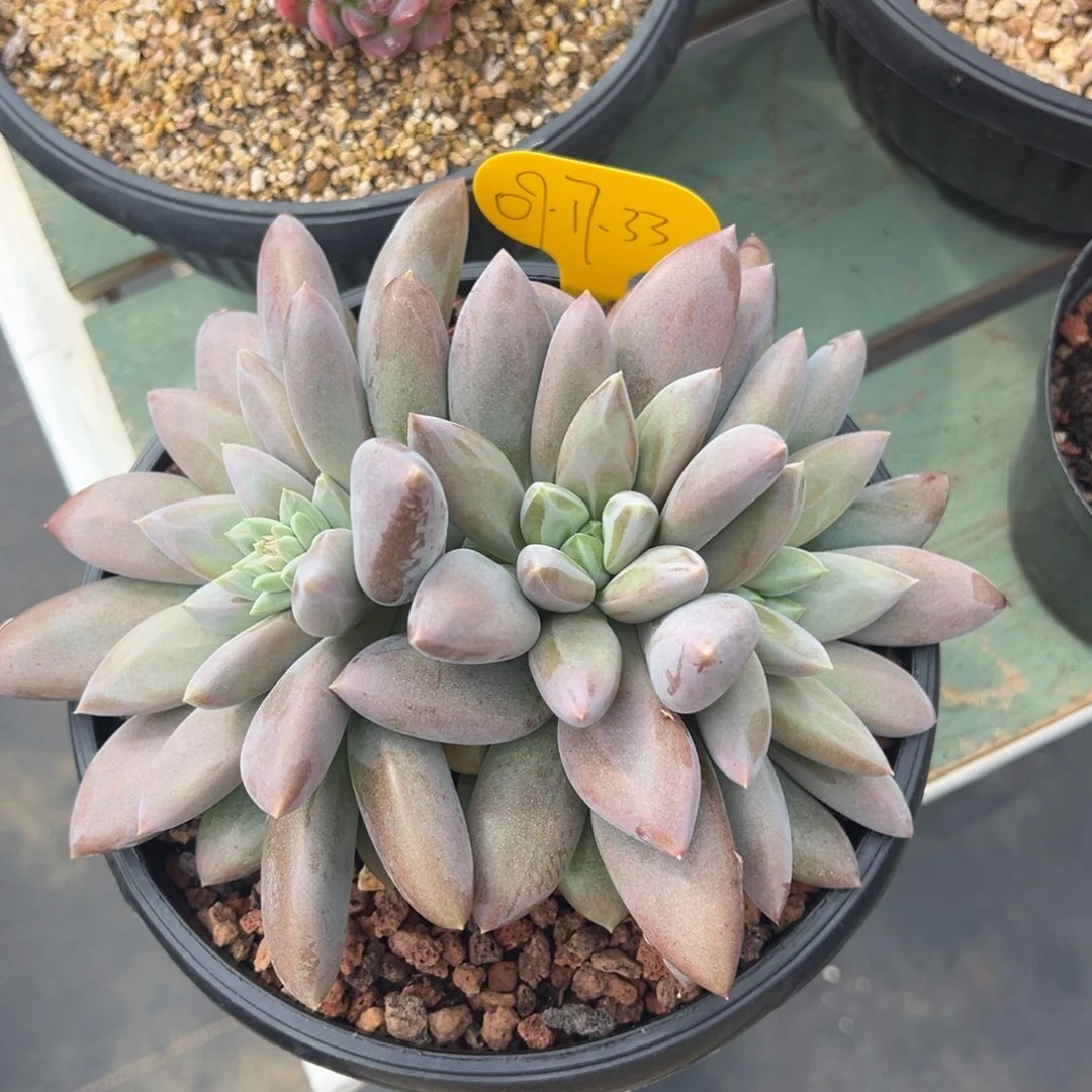 09-17-33焦糖哥特多肉植物
