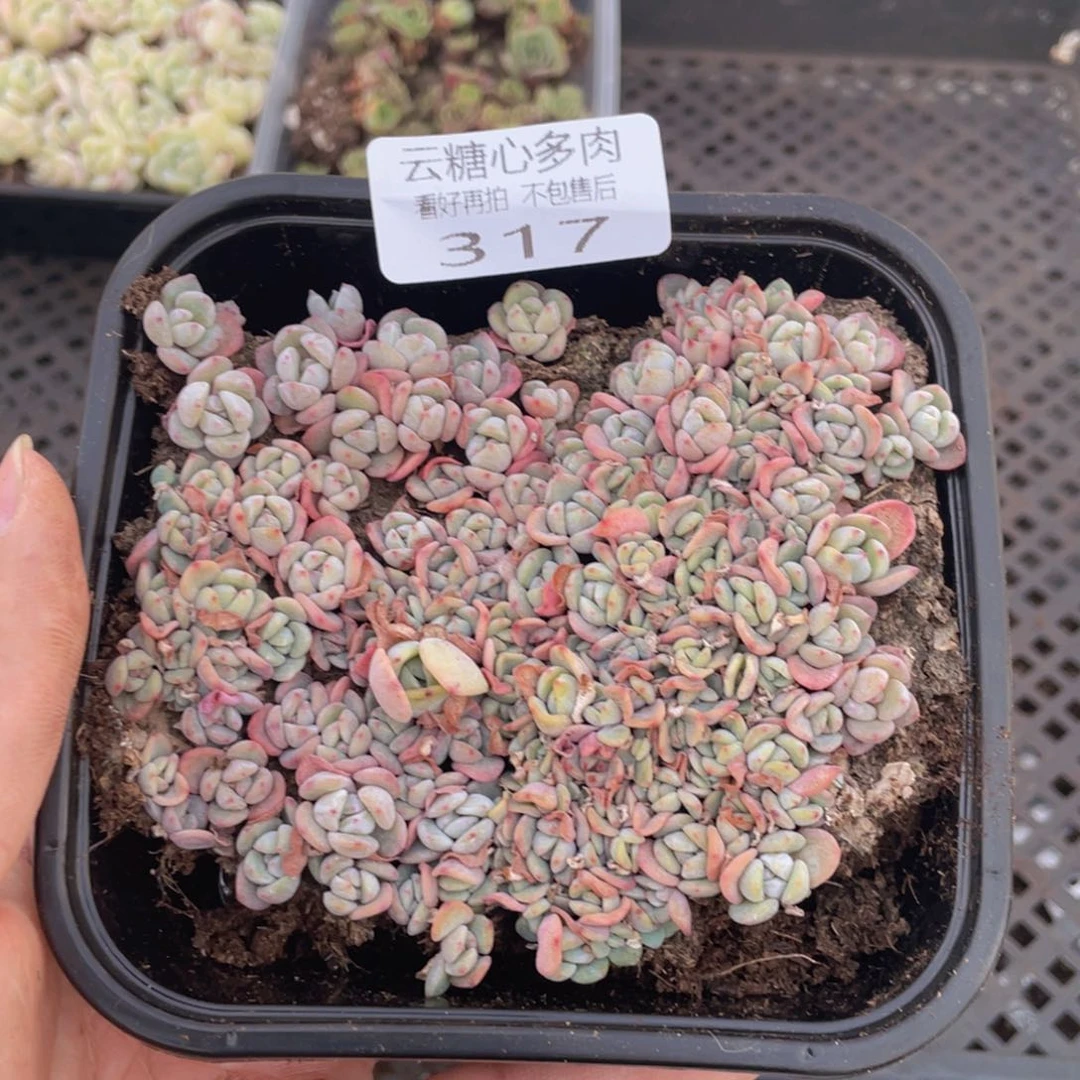 云糖心多肉植物317