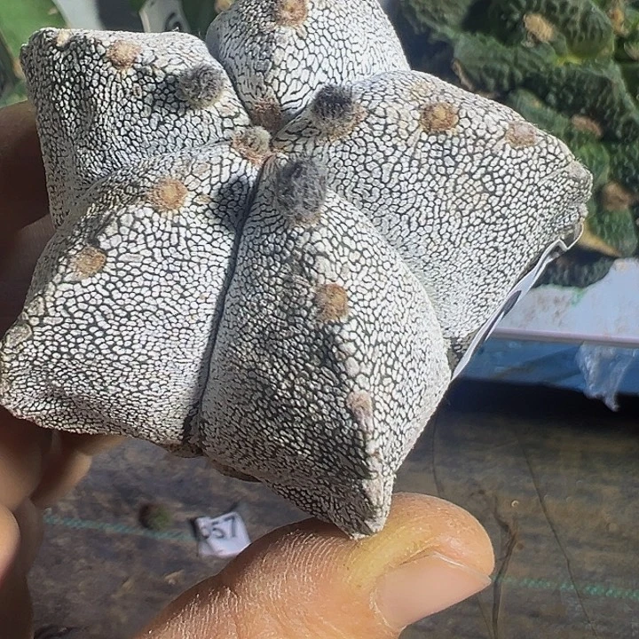 自根嗯中235仙人球开花