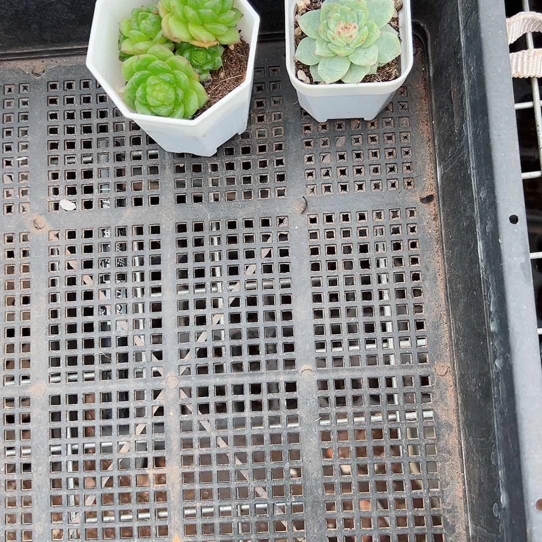 精品多肉十八包邮