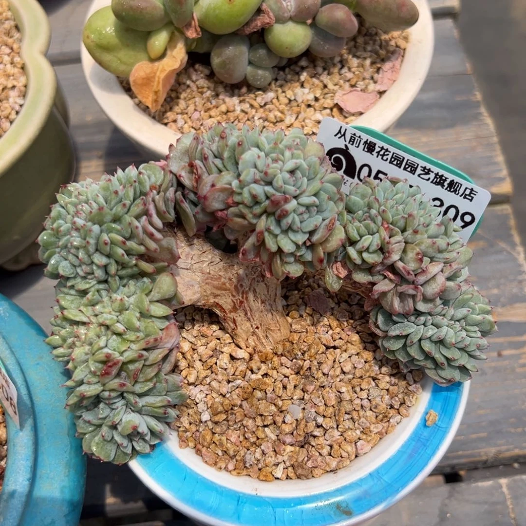 从前慢多肉精选编号0510.309