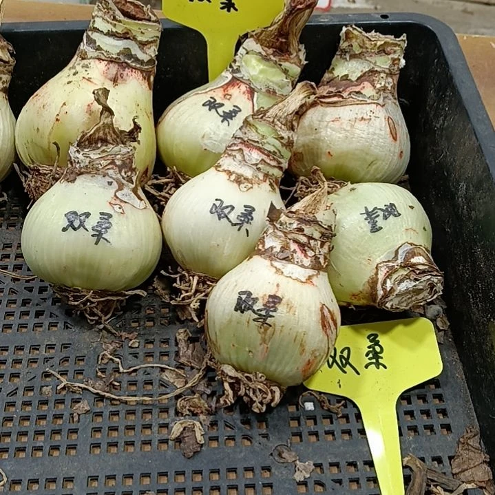 无花朵双柔5-6发一个