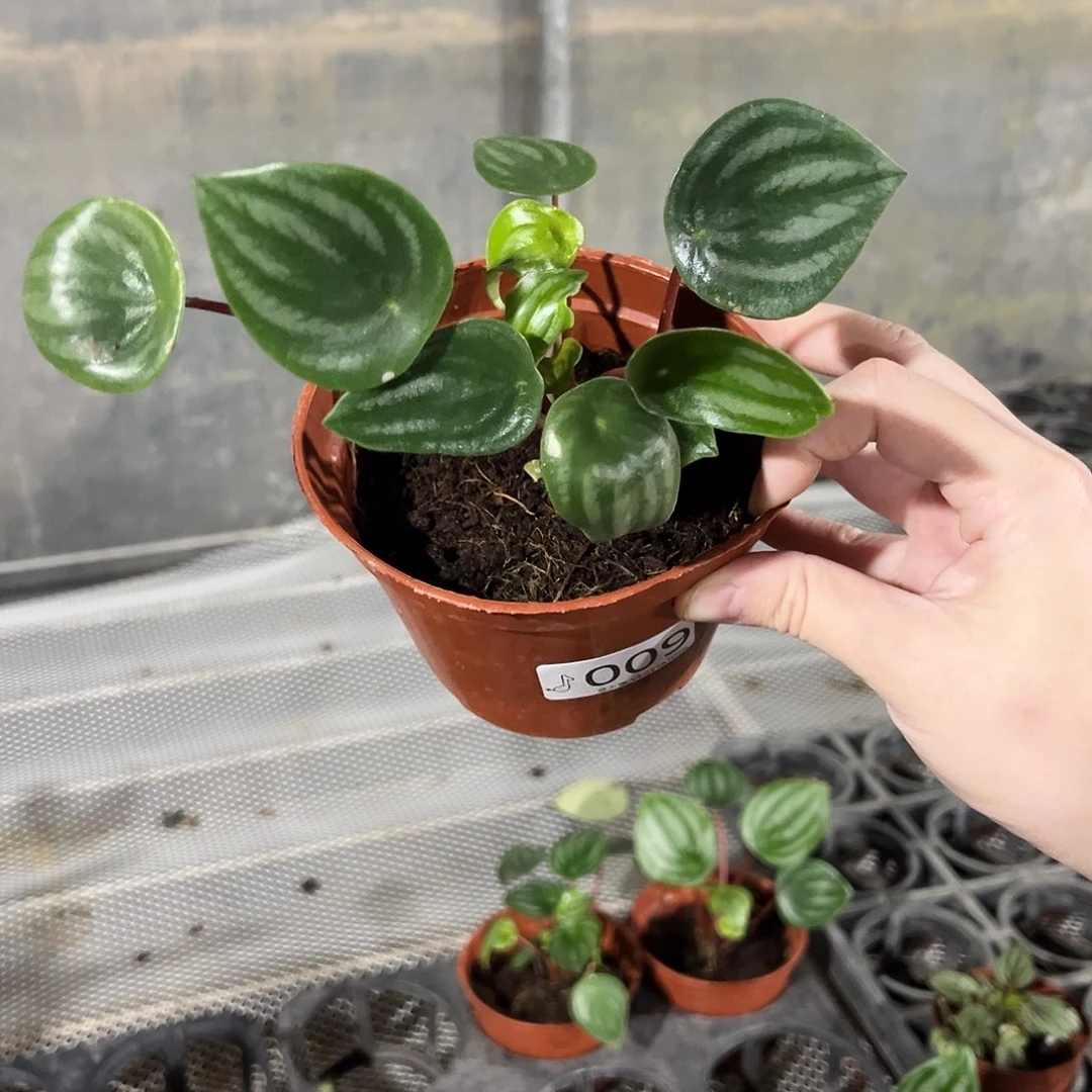 完全开放009西瓜皮椒草