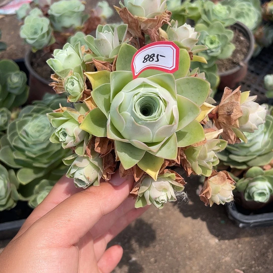 山地玫瑰多肉不售后 885