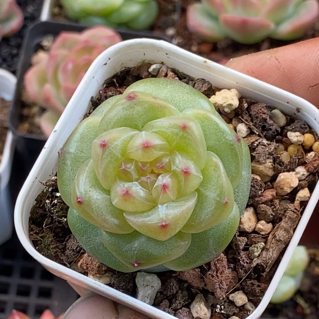 天官赐福百无禁忌