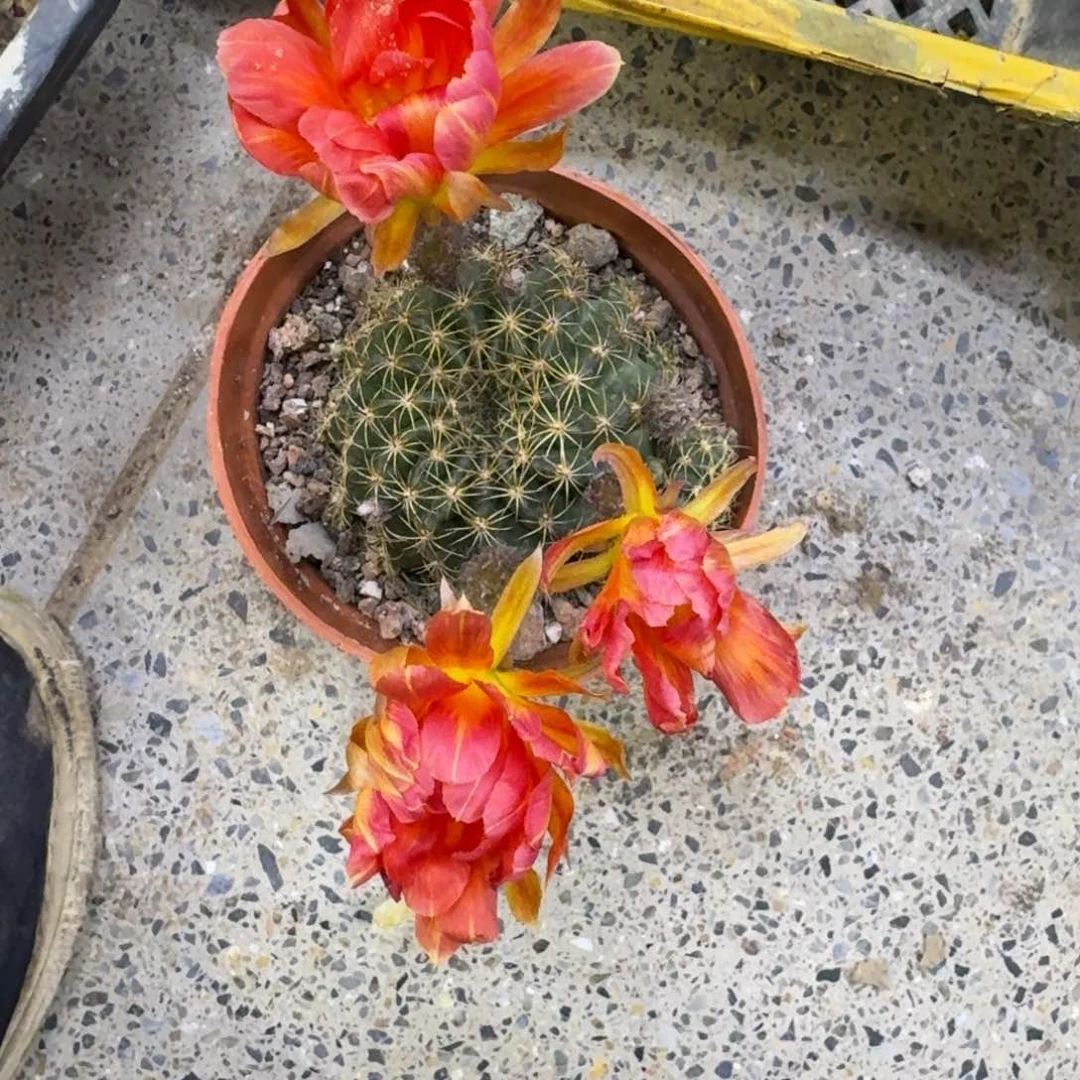 299丽花脱土发货掰花软很小斑