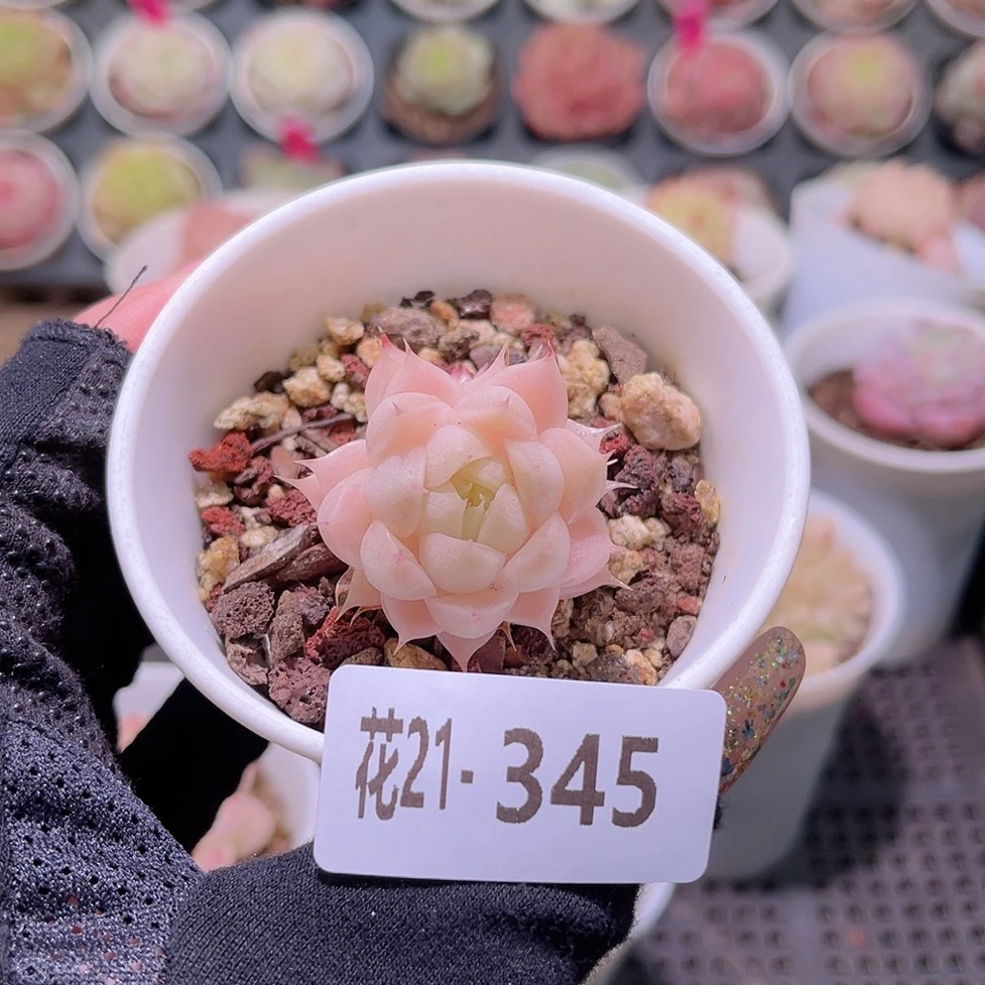 花利美21-345麦秆