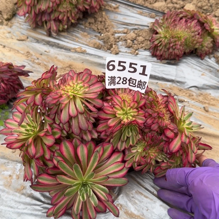 6551三号棚月婵缀B