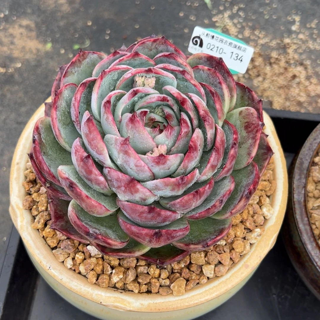 舍*从前慢多肉精选编号0210.134