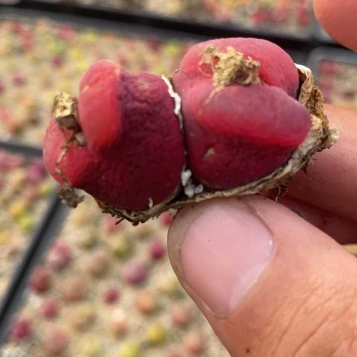 2369一颗一颗一颗