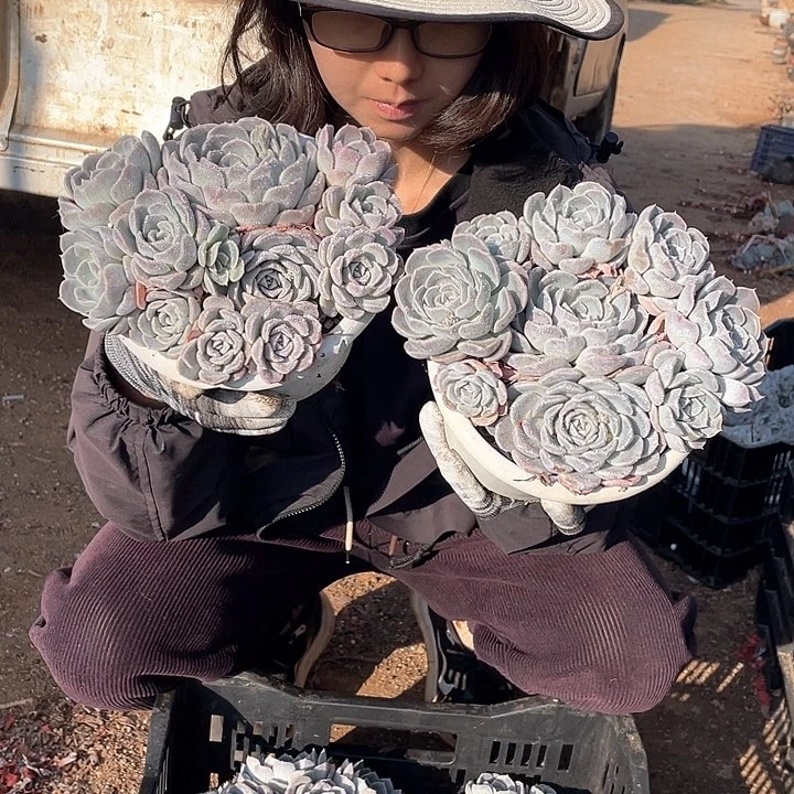 汉堡15.8米 量拍多肉