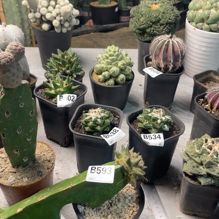 593龙牙一个仙人球