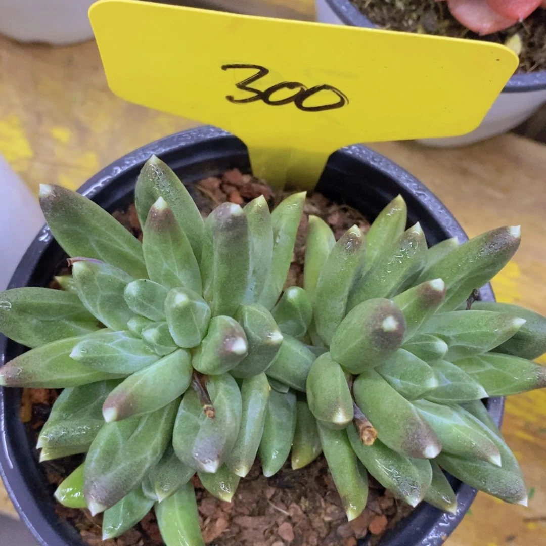 最后一场，3单包邮，一物一拍