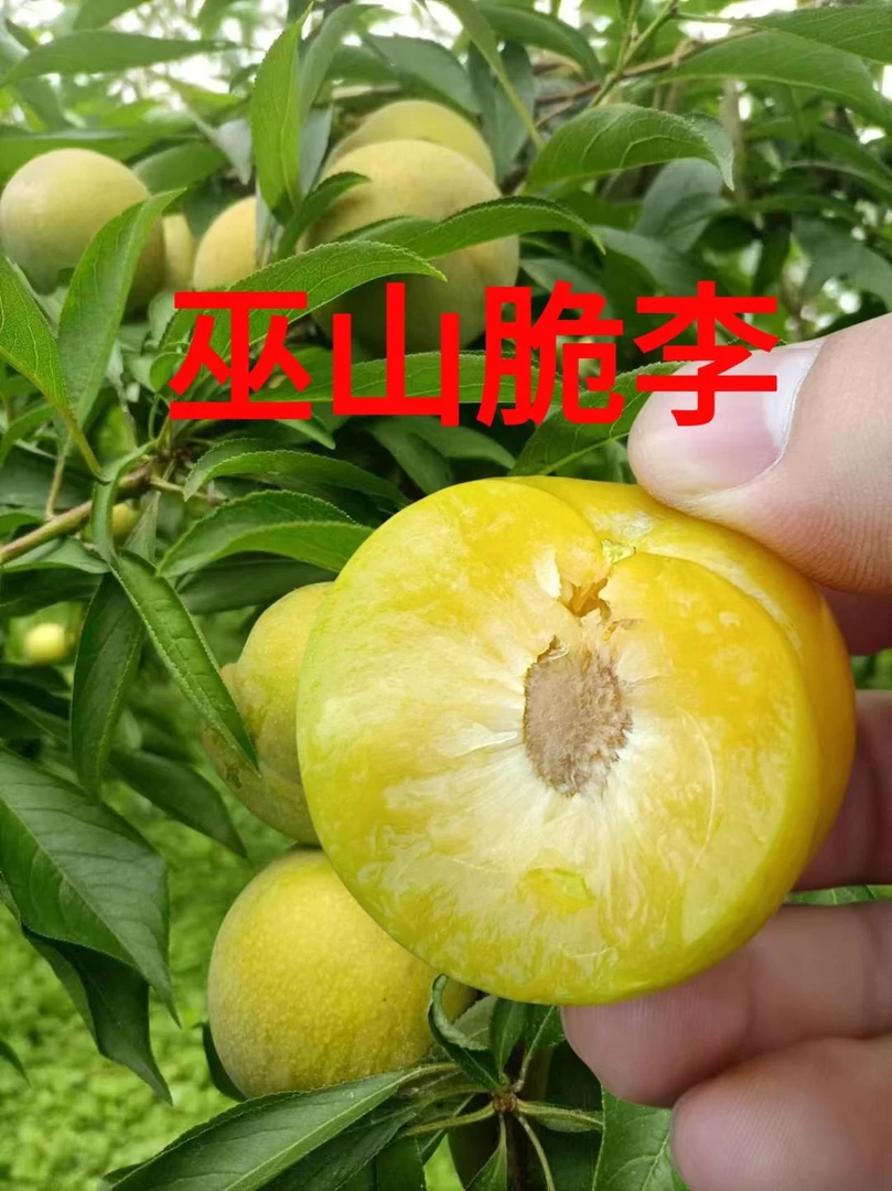 【开园福利】5斤巫山脆李大果新鲜采摘香甜皮薄肉厚送礼佳品装包邮